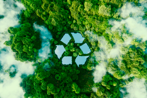 Forêt d'arbres et nuages