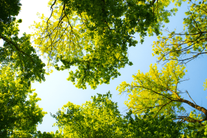 Quels arbres pour lutter contre le réchauffement climatique ?