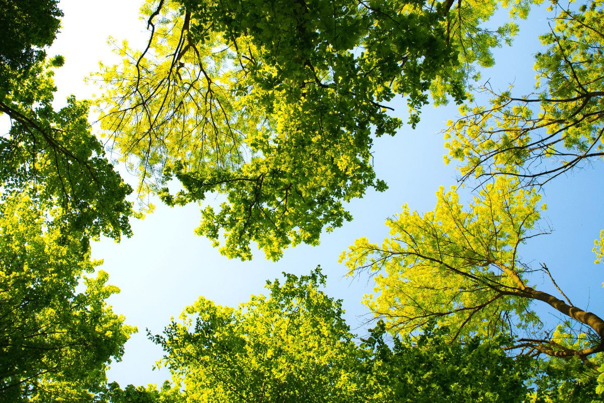 Quels arbres pour lutter contre le réchauffement climatique ?