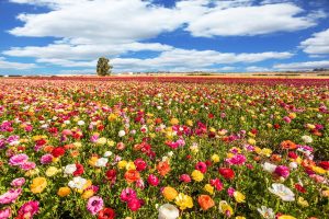 Écogestes du printemps labellenergie